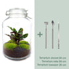 DIY terrarium - Jar Calathea - ↕ 28 cm - Normal