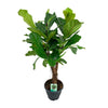 Ficus Lyrata - Ø26cm - ↕100cm