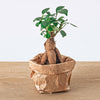 Ficus Ginseng bonsai - Microcarpa - Potmaat Ø 6 cm