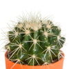 Cactus mix 5.5 cm - 5x - in gekleurde plasticpot