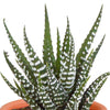 Cactus en vetplanten mix 5.5 cm | 15 stuks - in Mexicaanse pot