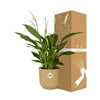 Spathiphyllum 12 Cm Torelli in ELHO Vibes Fold 14cm geel