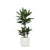 Dracaena Janet Lind Ø21cm - ↕90cm in Vibes WIT pot