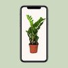 Zamioculcas Zamiifolia - Ø12cm - ↕40cm