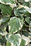 Hedera colchica 'Dentata Variegata' - Klimop Wit-groen