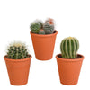 Bolcactus mix 8,5 cm | 3 stuks - in terracotta pot