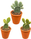 Cactus- opuntia microdasys- 8.5cmØ- 15-20cm hoog- 3 stuks - Terracotta