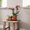 Kolibri Orchids | Geel rode phalaenopsis orchidee - Spain in Retro sierpot terracotta - potmaat Ø9cm - 40cm hoog | bloeiende kamerplant - vers van de kweker