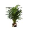 Dypsis Lutescens (Areca Palm) Ø27cm ↕160cm in Albury BLACK print mand