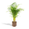 Areca palm met pot - ↨110cm - Ø21cm