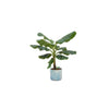 Combi deal - Bananenplant (Musa) inclusief Ocean Round atlantisch blauw Ø22 - 100 cm