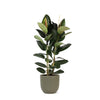 Ficus Elastica Robusta Ø24cm - ↕110cm in Boule OLIJF pot