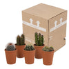 Cactus mix 5.5 cm - 5x - in terracotta pot