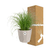 Cyperus Alternifolius Zumula Zonder Etiket in ELHO b.for rock 14 cm warm grey