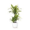 Dracaena Lemon Lime Ø21cm - ↕65cm in Boule WIT pot