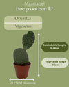 Cactus- Opuntia Vijgcactus- 17cmØ- 30-40cm hoog - Normal - Ø17 cm