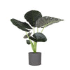 Alocasia Regal Shield Ø24cm - ↕110cm in Era ANTRACIET pot