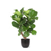 Ficus Lyrata (vertakt) Ø24cm ↕110cm in Boule ANTRACIET pot