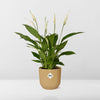 Spathiphyllum 12 Cm Torelli in ELHO Vibes Fold 14cm geel