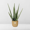 Aloe Vera 12cm in ELHO Vibes Fold 14cm geel