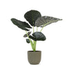 Alocasia Regal Shield Ø21cm - ↕100cm in Boule OLIJF pot