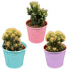 Cactus- Rotsen mix- 8.5cmØ- 13-17cm- 3 stuks - Gekleurd Zink