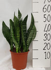 Sanseveria Black Coral - Ø21cm - ↕60cm