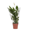 Spathiphyllum Alana - Ø12cm - ↕45cm