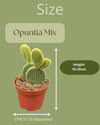 Cactus- opuntia microdasys- 8.5cmØ- 15-20cm hoog- 3 stuks - Geen