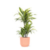 Dracaena Lemon Lime Ø21cm - ↕65cm in Vibes ROZE pot