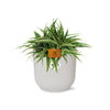 Chlorophytum Ocean 15cm in ELHO Vibes Fold 16cm round silky white