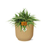 Chlorophytum Ocean 15cm in ELHO Vibes Fold 16cm round geel