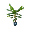 Combi deal - Bananenplant (Musa) inclusief elho Vibes Fold Round blauw Ø30 - 180 cm