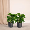 2x Monstera Monkey Leaf - Gatenplant - 30cm - ø12