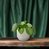 Pilea Peperomiodes - Pannekoekenplant - Ø12 - 20cm