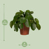 Pilea Peperomiodes - Pannekoekenplant - Ø15 - 25cm