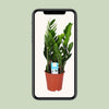 Zamioculcas Zamiifolia - Ø17cm - ↕60cm