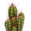 Cactus en vetplanten mix 5.5 cm | 15 stuks - zonder pot