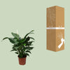 Spathiphyllum Sweet Silvana - Ø24cm - ↕80cm