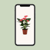 Anthurium Sweet Dream In Transparant Sleeve - Ø12cm - ↕36cm