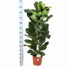 Ficus Lyrata Ø27cm ↕140cm in Albury NATURAL mand