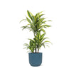 Dracaena Lemon Lime Ø21cm - ↕65cm in Vibes BLUE pot