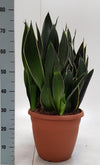 Sanseveria Trifasciata - Ø31cm - ↕75cm