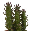 Cactus mix 5.5 cm - 5x - in terracotta pot