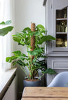 Monstera Deliciosa MOSSTOK - Ø27cm - ↕150cm