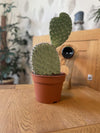 Cactus- Opuntia Vijgcactus- 17cmØ- 30-40cm hoog - Normal - Ø17 cm