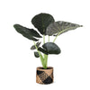 Alocasia Regal Shield Ø21cm - ↕100cm in Albury BLACK mand