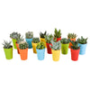 Cactus en vetplanten mix 5.5 cm | 15 stuks - in gekleurde plasticpot