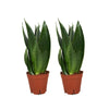 Sansevieria Dark Diamond - 2 stuks - Ø14cm - ↕40cm