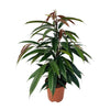 Ficus Binnendijkii 'Amstel King' P17 - Ø17cm - ↕75cm